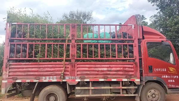 竹子整車運(yùn)輸