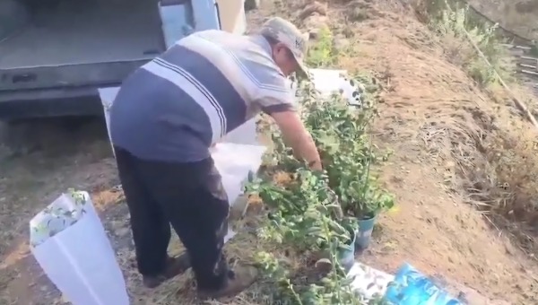 藍莓苗整車運輸到大理洱源